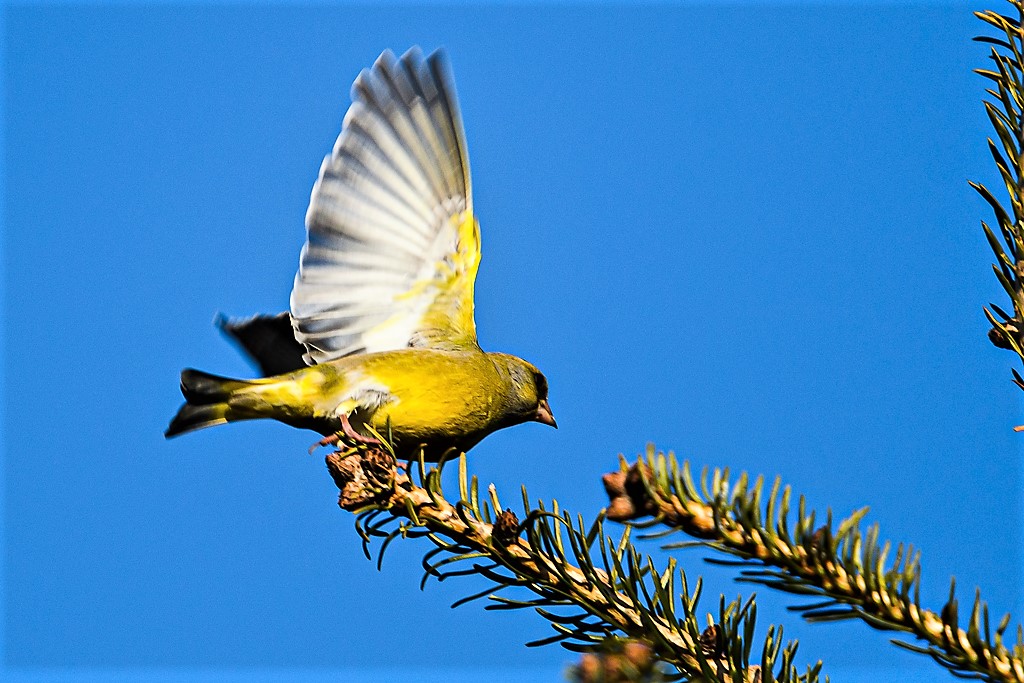 Grønirisk
